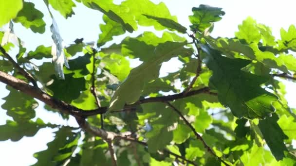 Feuillage luxuriant de chêne vert au soleil. — Video