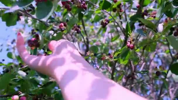 A női kéz szedi a bogyókat a fáról. gyümölcs bokrok Saskatoon bogyók tintatartó árnyalat — Stock videók