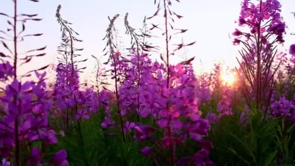 Pink Ivan Tea or blooming Sally in the field. Willow-herb at sunset. Nature landscape — Stock Video