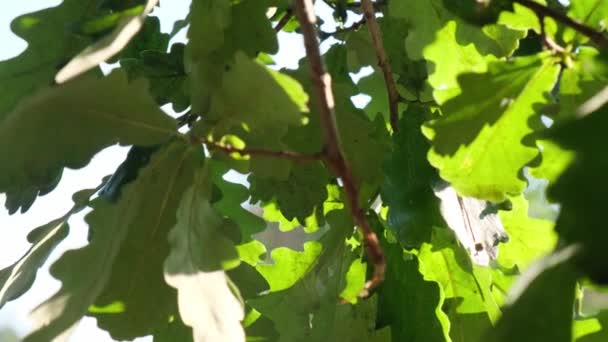 Fogliame di quercia verde lussureggiante alla luce del sole. — Video Stock