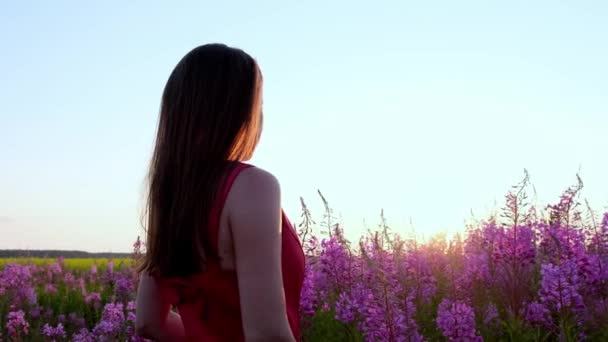 Visão de volta da jovem morena caminha ao longo do campo rosa entre florzinhas de chá de salgueiro, ela toca flores florescendo sally.Girl em hastes altas de fireweed na noite ensolarada brilhante ao pôr do sol. — Vídeo de Stock