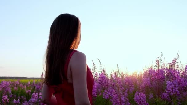 Vista posterior de la joven morena camina a lo largo del campo de color rosa entre los floretes de té de sauce, toca las flores que florecen sally.Girl en tallos altos de leña en la noche soleada brillante al atardecer. — Vídeo de stock