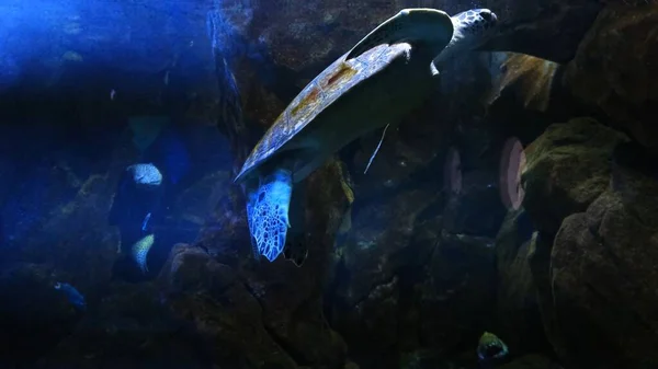 Zielony żółw morski w mieście Oceanarium. — Zdjęcie stockowe