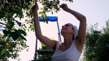 Dişi ağaçtan meyve topluyor. Saskatoon böğürtlenlerinin meyveli çalıları.