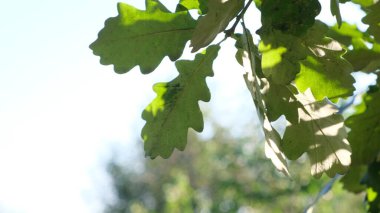 Güneş ışığında yemyeşil meşe yaprağı.