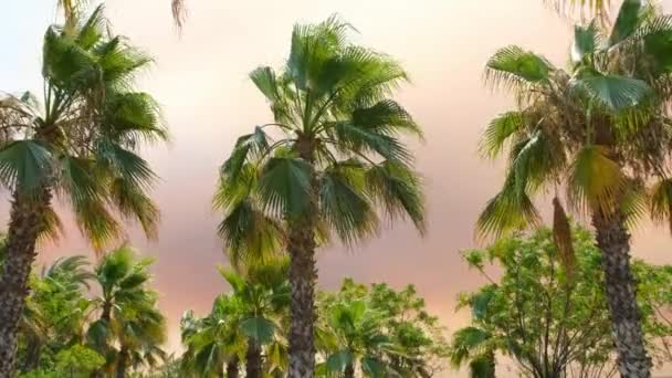 Fumée Feu Camp Dans Lumière Coucher Soleil Sur Fond Palmiers — Video