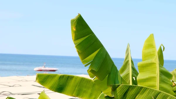 Tropical beach vacation background, palm trees on caribbean sea island, calm turquoise waters and floating boat — Stock Photo, Image