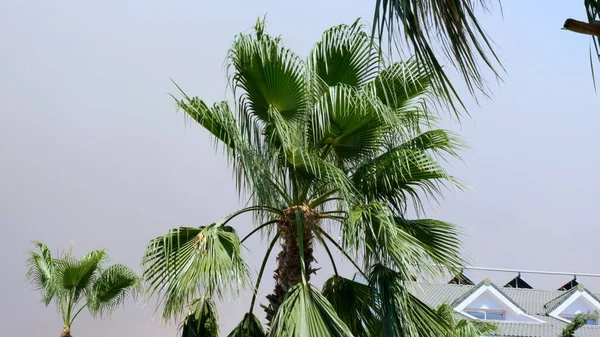 Dym ogniskowy w świetle zachodu słońca na tle palm z ogromnymi chmurami pomarańczowego dymu i płomieni. Egzotyczne spojrzenie. Koncepcja zanieczyszczenia środowiska spowodowanego pożarami lasów. — Zdjęcie stockowe