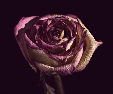 Whithered gül siyah