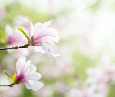 Bahar Manolya çiçeği