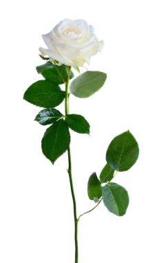 beyaz gül beyaz izole