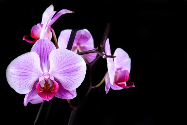 Orchid on black background — Stock Photo, Image