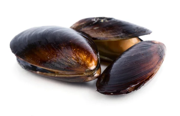 Mejillones aislados en blanco — Foto de Stock