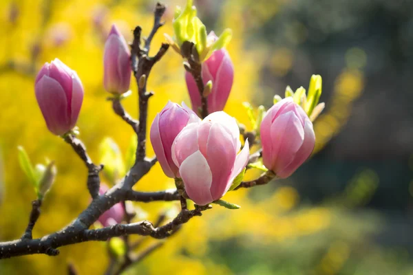 Tavaszi magnólia virág — Stock Fotó