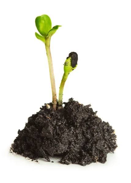 Tillväxten av gröna växter. Tillväxt koncept och omstart — Stockfoto