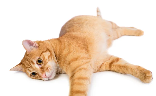 Красный милый кот — стоковое фото