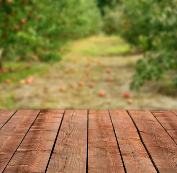 Apple orchard view — Stock Photo, Image