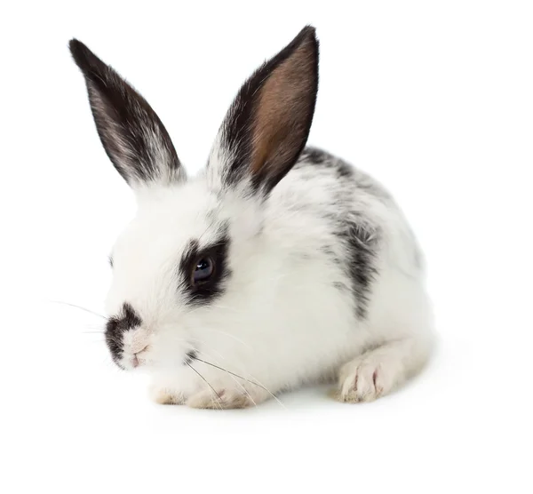 Little cute rabbit Royalty Free Stock Images