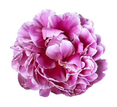 beyaz arkaplanda yalıtılmış şakayık çiçeği