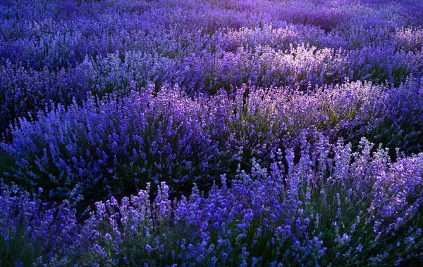 Campo Profumato Fiorito Fiori Lavanda — Foto Stock