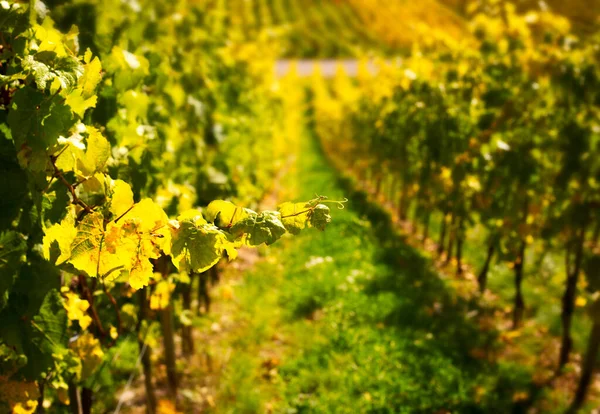 Weißweintrauben Weinberg Schöne Herbstszene Voller Sonnenlicht — Stockfoto