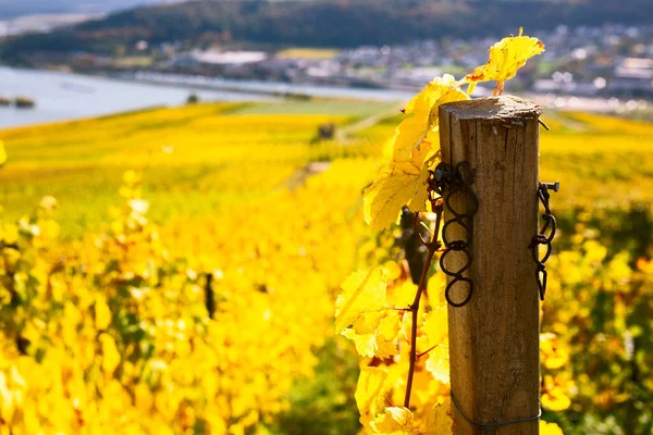 Weinberge Gelbe Felder Landschaft Auf Hügeln Rheintal — Stockfoto