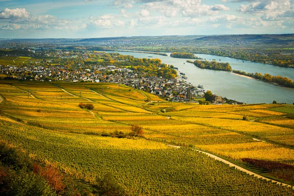 Weinberge Gelbe Felder Landschaft Mit Reihen Von Rebenspalieren Und Rebenholzpfahl — Stockfoto
