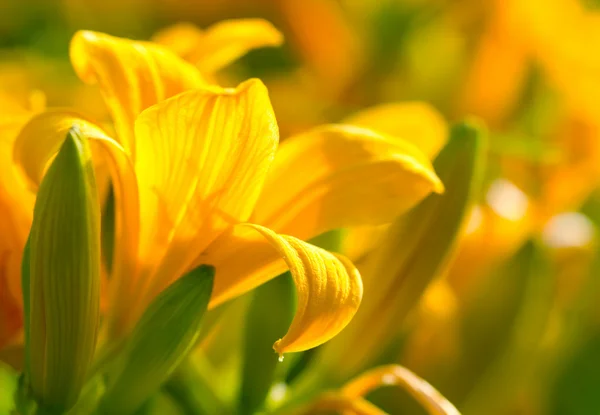 Flores de lírio — Fotografia de Stock