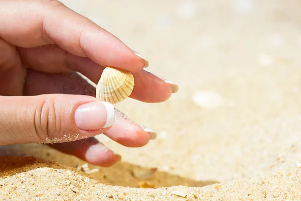 Sea shell in hand — Stock Photo, Image