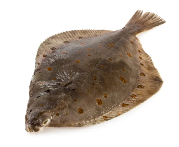 Ikan Turbot — Stok Foto