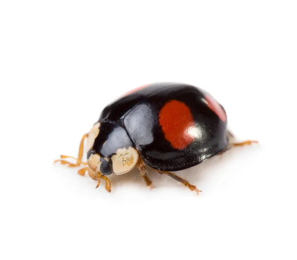 Kırmızı lekeler uğur böceği ile siyah — Stok fotoğraf