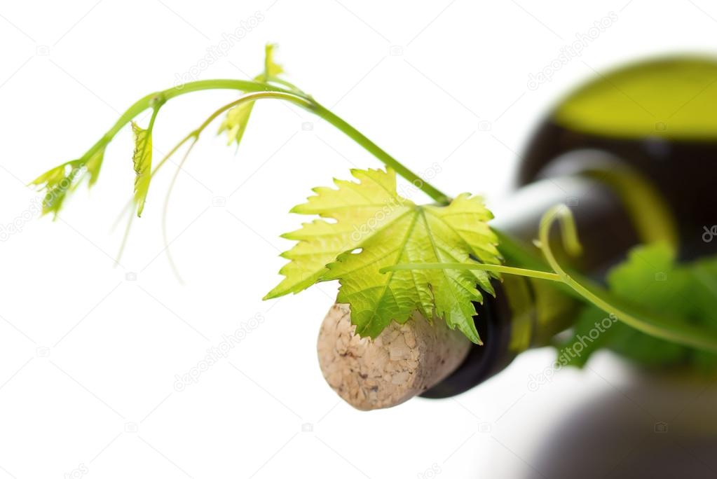 Wine bottle and grape vine