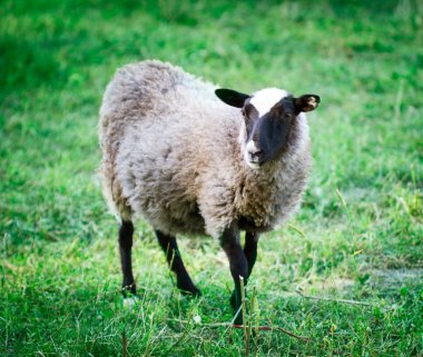 Yeşil Tarlada Koyun