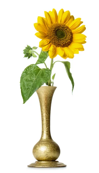 Sunflower in vase — Stock Photo, Image