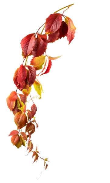Rama de otoño de uva silvestre — Foto de Stock