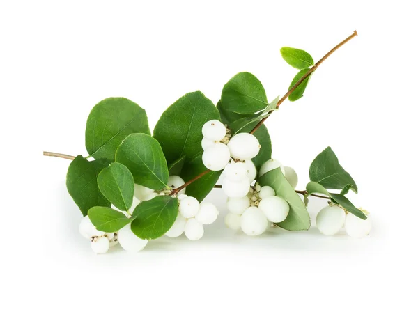 Snowberries branches — Stock Photo, Image