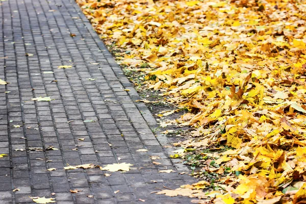 Pavimentación con hojas amarillas de otoño — Foto de Stock
