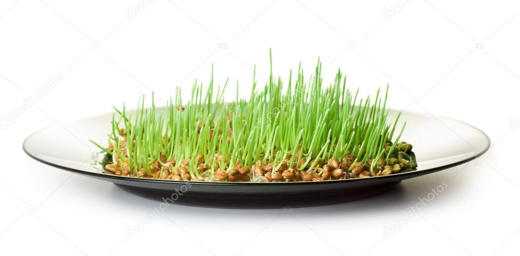 Germinated grain on plate