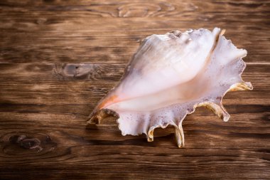 büyük deniz kabuğu