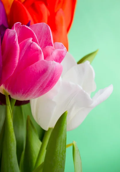 Hermosos tulipanes multicolores — Foto de Stock