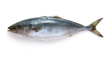 Ham ton balığı