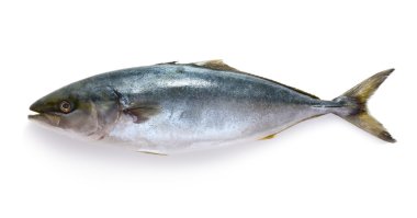 Raw tuna fish clipart