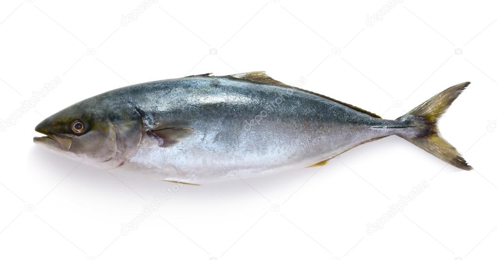 Raw tuna fish