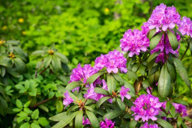 güzel ormangülü çiçek