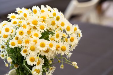 Buoquet papatya çiçek