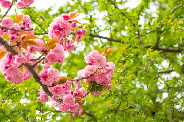 Pink cherry sakura branch — Stock Photo, Image
