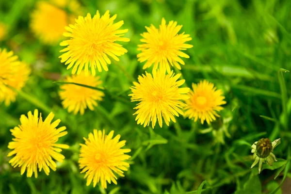 YeClose-up of yellow dandelions — Stock Photo, Image