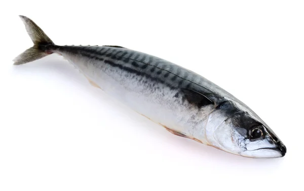 Close-up of mackerel fish — Stock Photo, Image