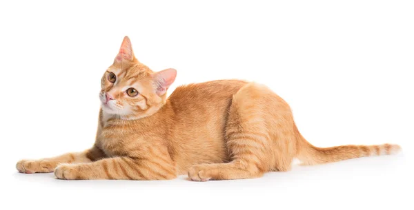 Gato vermelho bonito — Fotografia de Stock