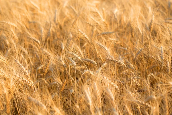 Contexte du champ de blé — Photo